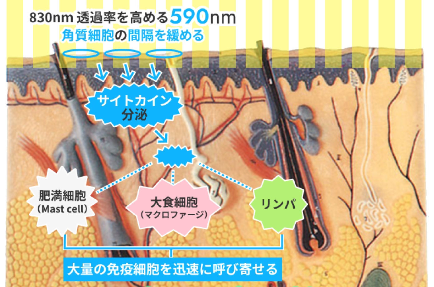 590nmから830nmへ 世界初の連続照射システム