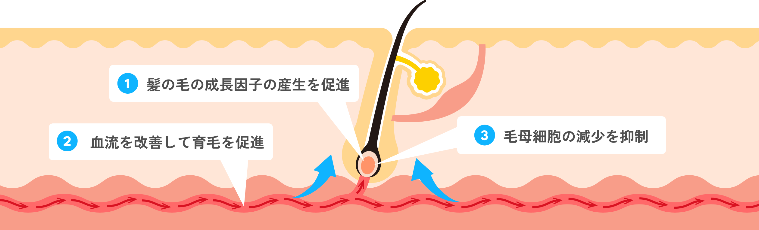 ミノキシジルの主な配合成分