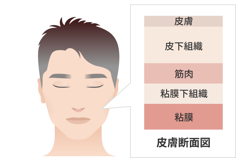 皮層断面図